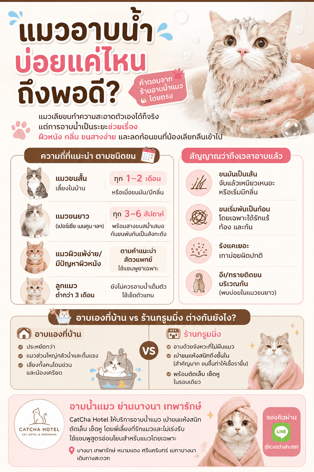แมวอาบน้ำบ่อยแค่ไหนถึงพอดี? คำตอบจากร้านอาบน้ำแมวโดยตรง